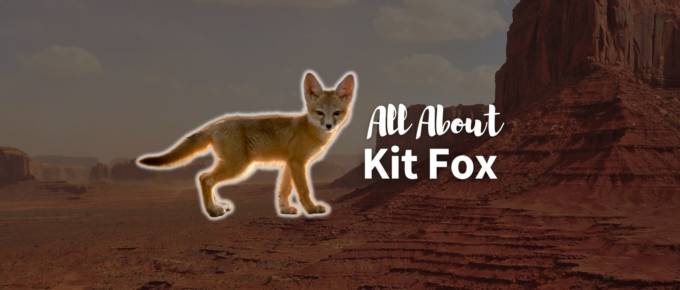 Kit fox featured image