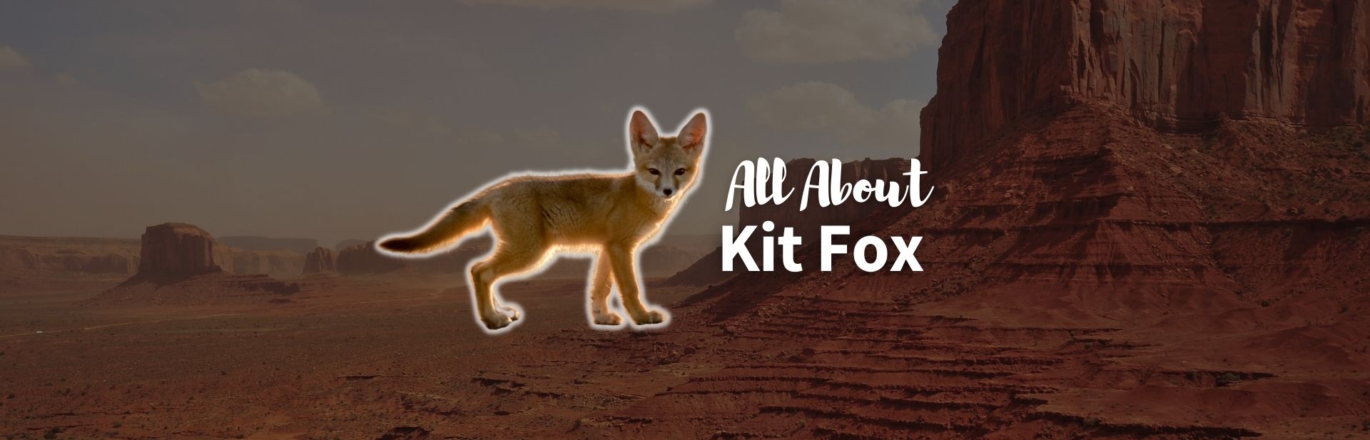 Kit Fox: The Amazing Desert Dweller