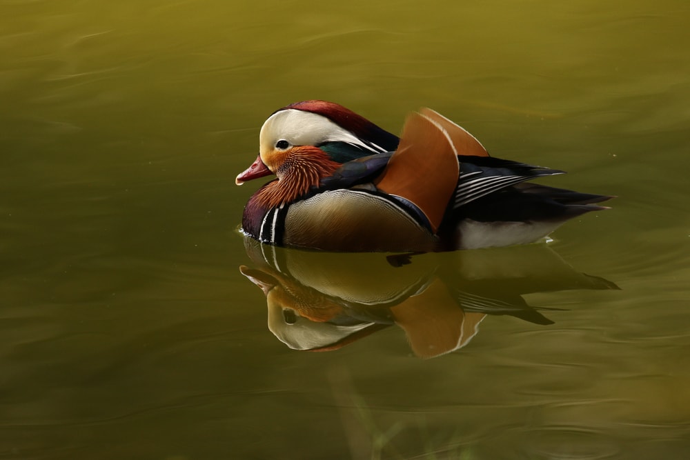 Floating Mandarin duck on river