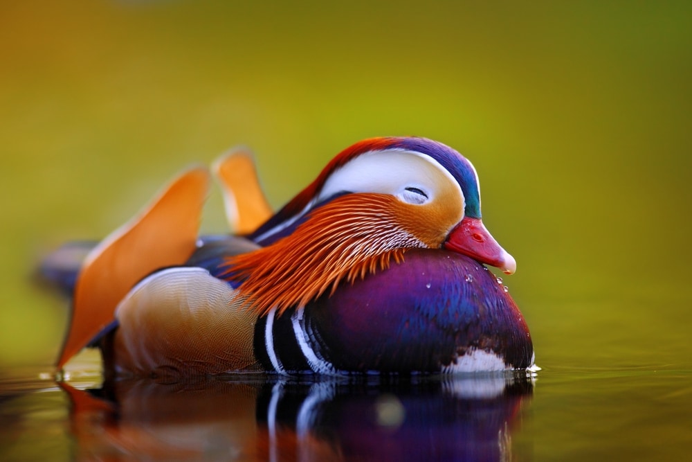 Two mandarin ducks hugging each other