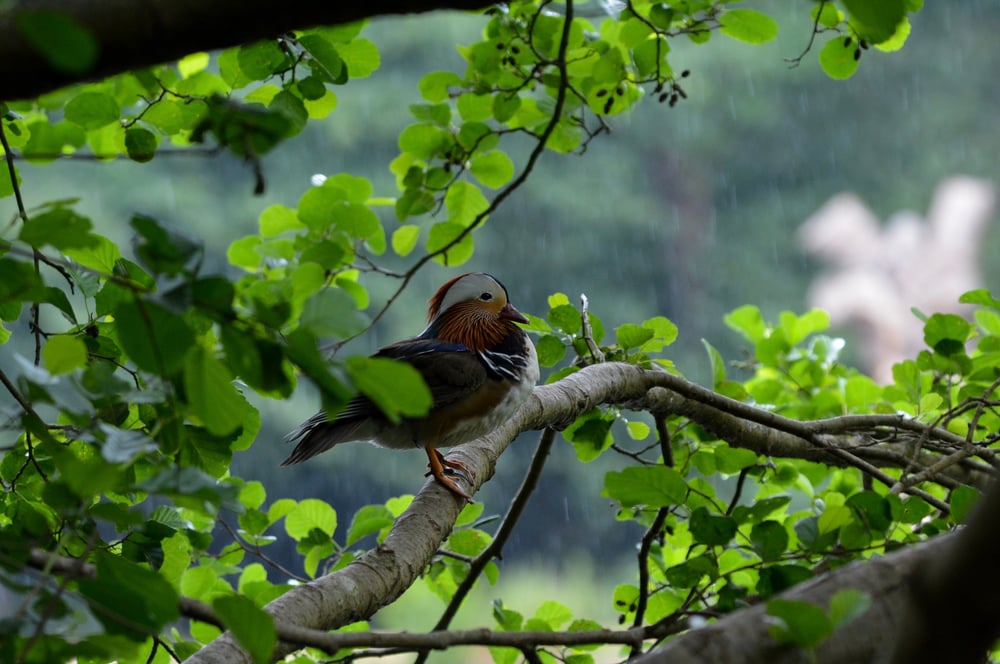 Mandarin duck sheltering on a tree