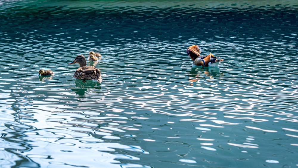 Family of ducks on river