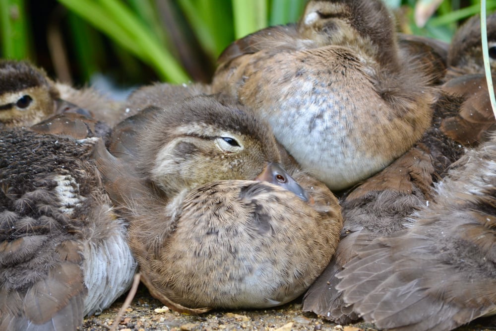 Group of mandarin duck sleeping