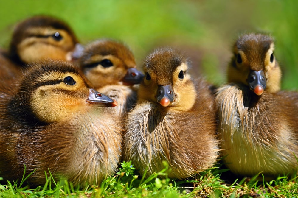 Baby mandarin ducks sitting on grass