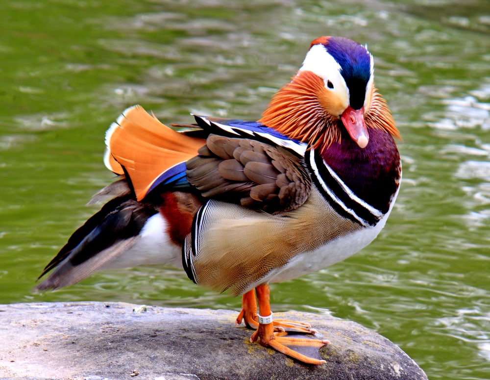 Mandarin duck standing on stone