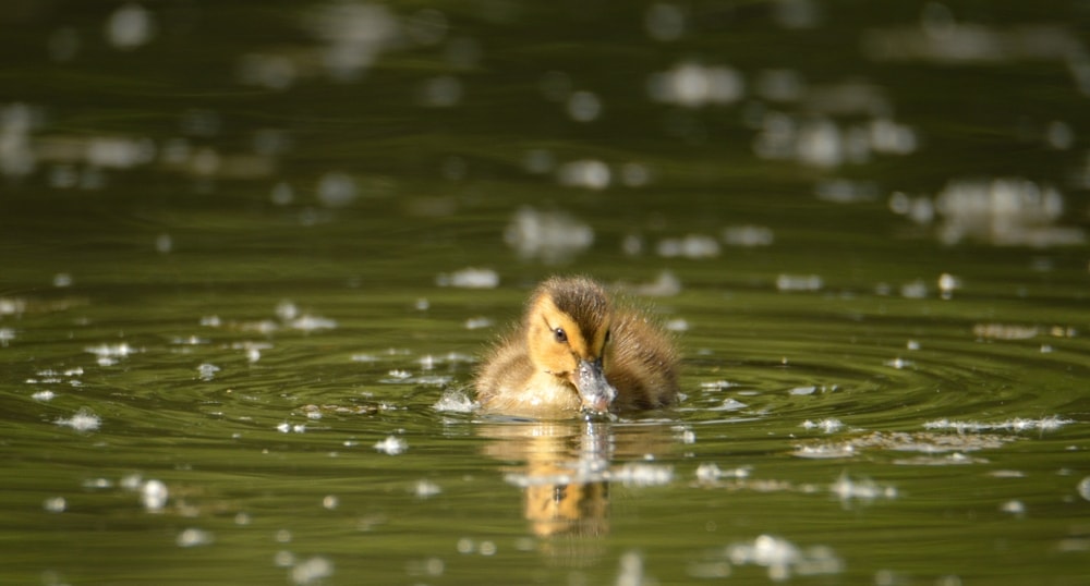 Baby duck swimming on a lake