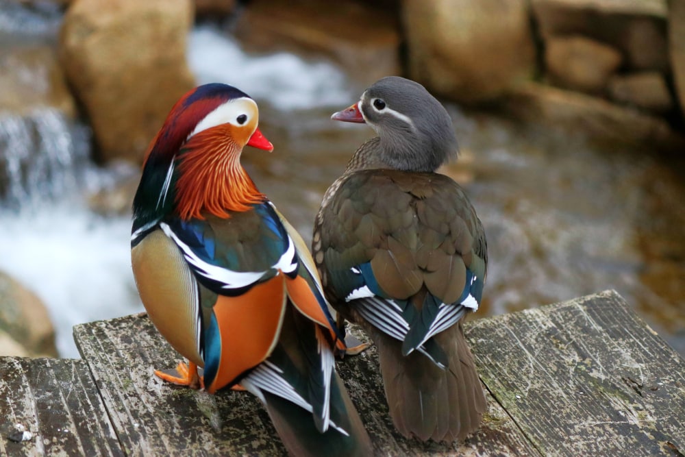 Two mandarin ducks standing on a table