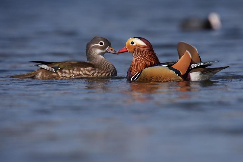 Two mandarin ducks kissing in the middle of a river