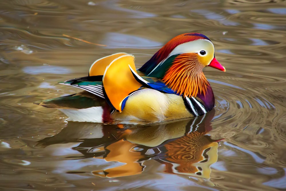 Mandarin duck showing off its tail