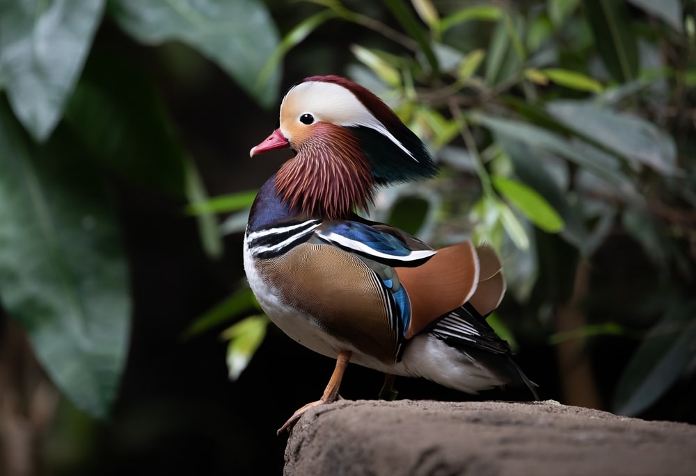 Mandarin duck stretching its neck