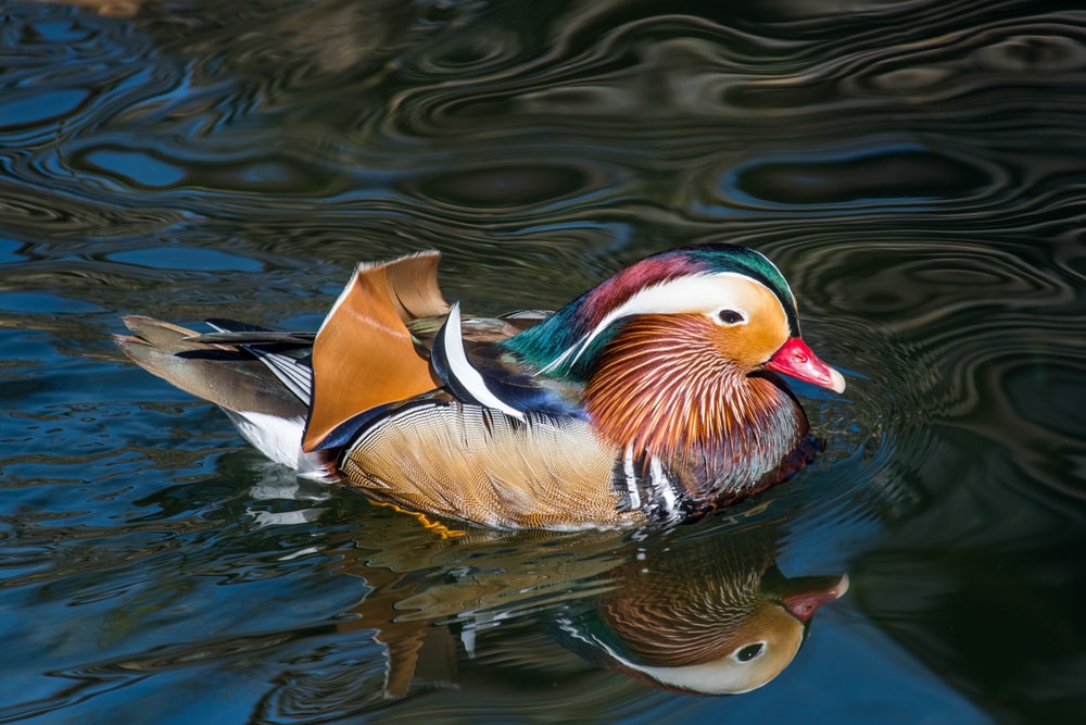 Mandarin duck swimming on a river