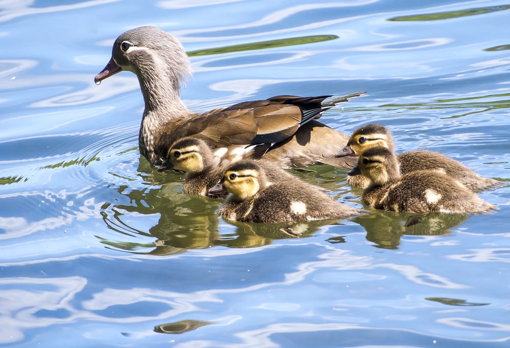 Mandarin duck swimming with its babies