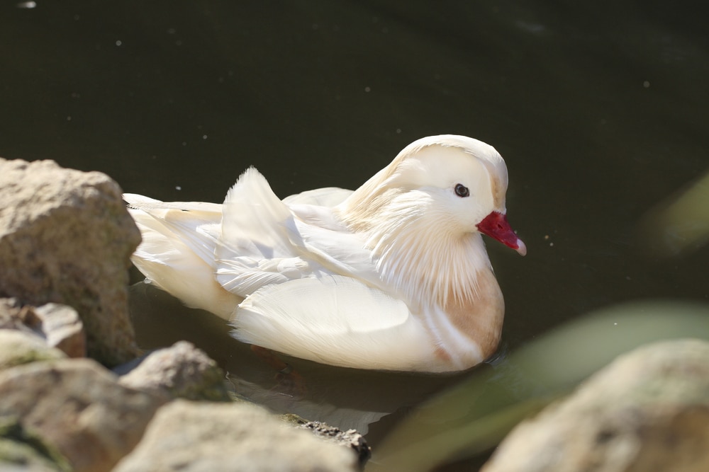 White mandarin duck on the side of a river