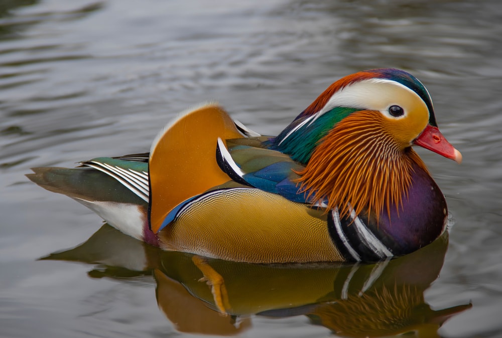 Mandarin duck peacefully alone on a river