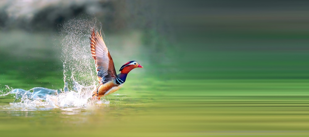 Mandarin duck flying on a river