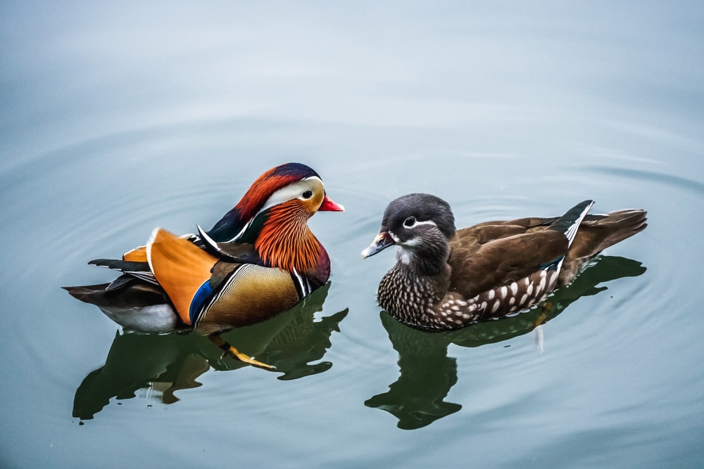 Two mandarin duck crossing each other on river