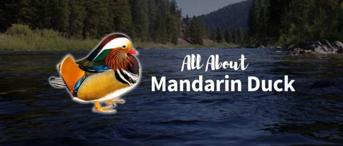 Mandarin duck featured image
