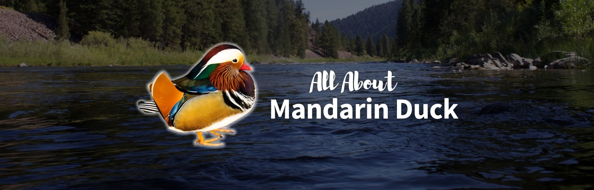 All About The Mandarin Duck — The World’s Most Beautiful Duck