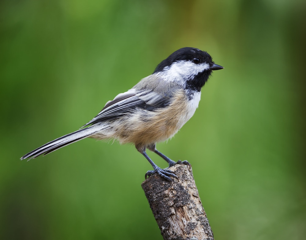 Black-capped Chickadee (Poecile atricapillus) standing on a chopped wood