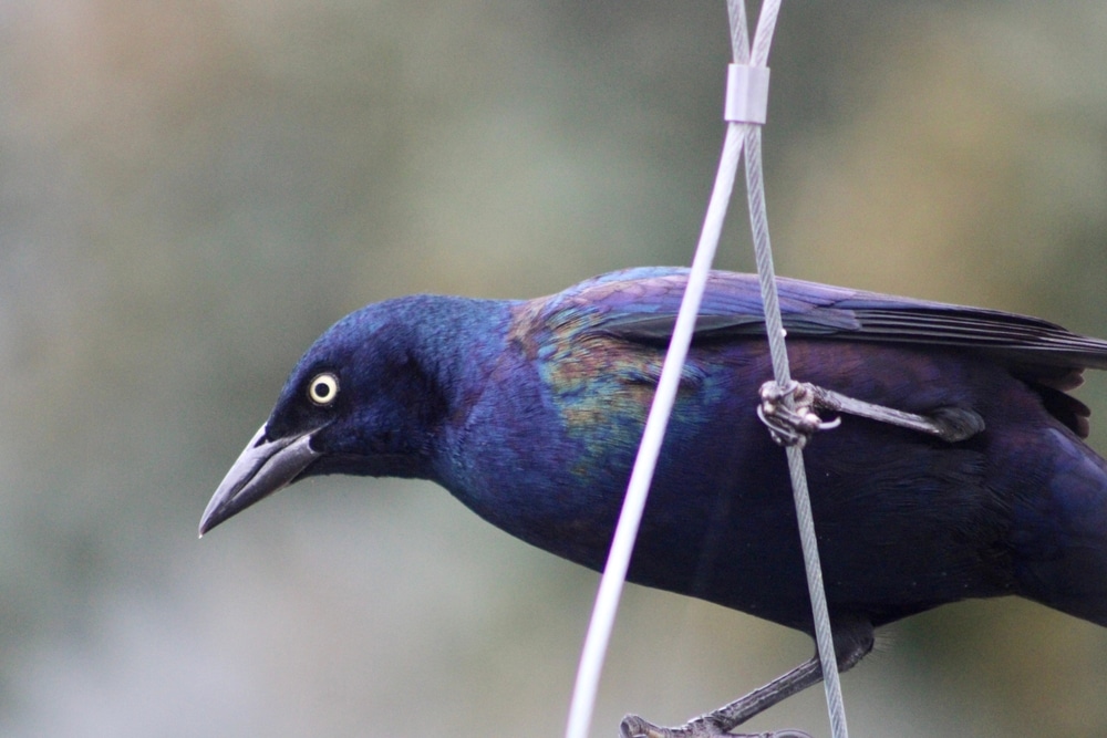 Common Grackle (Quiscalus quiscula) holding on ties