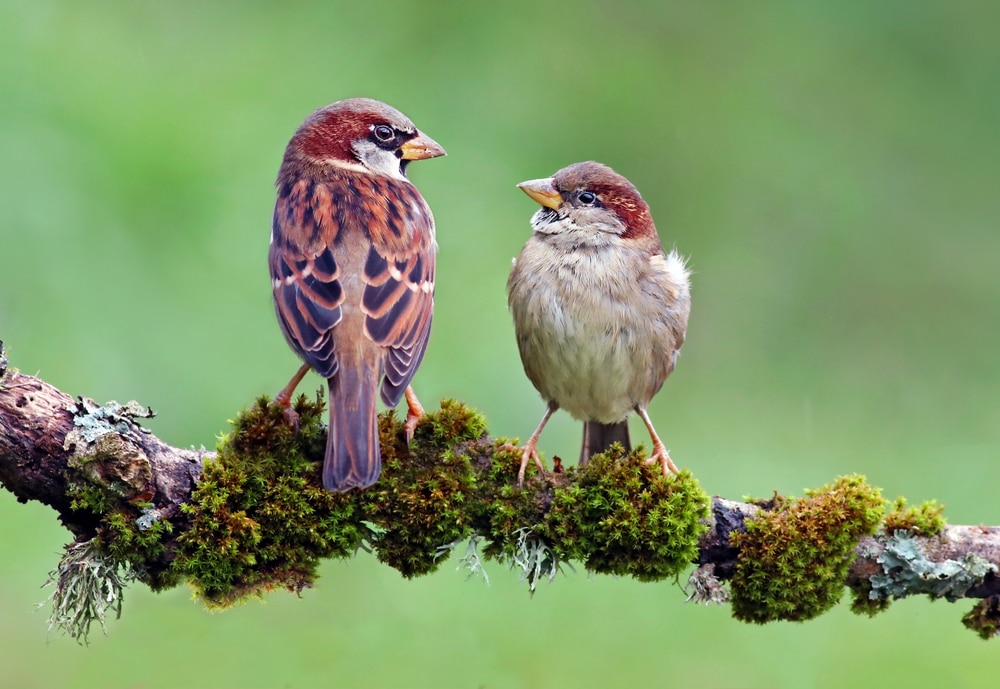 Two House Sparrow (Passer domesticus) looking at each other