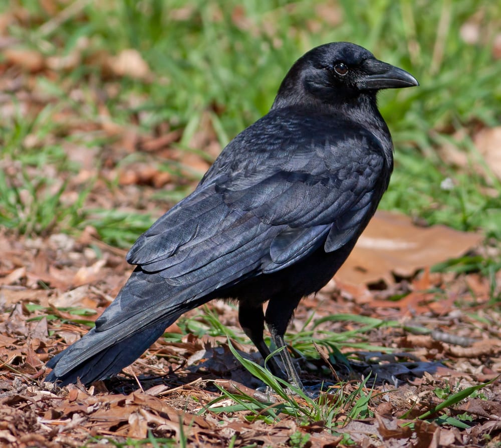 American Crow (Corvus brachyrhynchos) standing on the ground