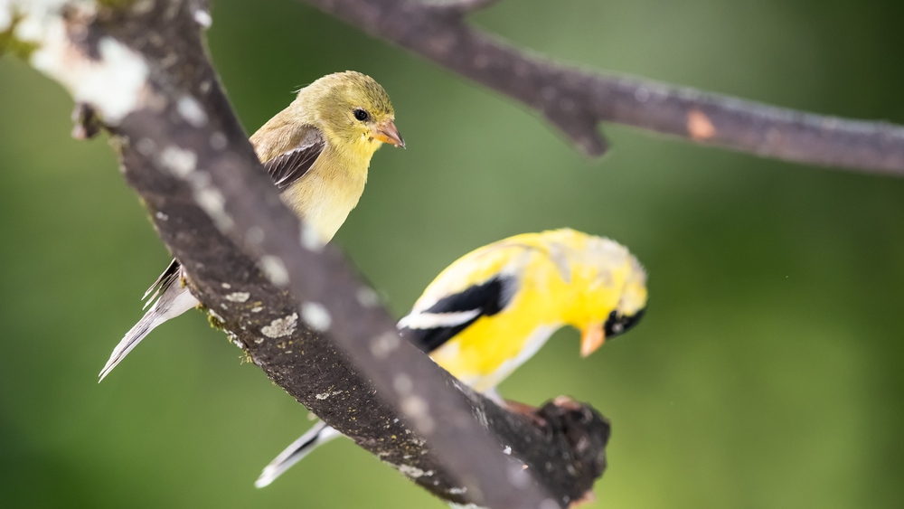 American Goldfinch (Spinus tristis) looking down