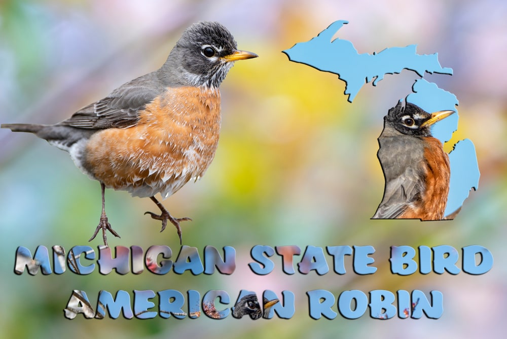 Edited photo of American Robin (Turdus migratorius) 