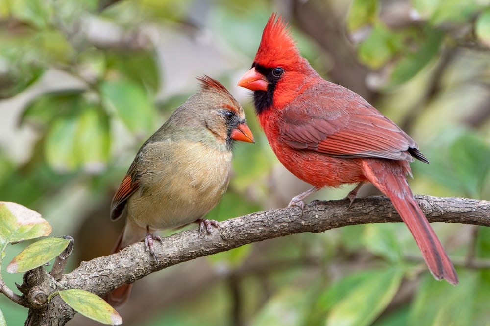 Two Northern Cardinal (Cardinalis cardinalis) on a bark of tree