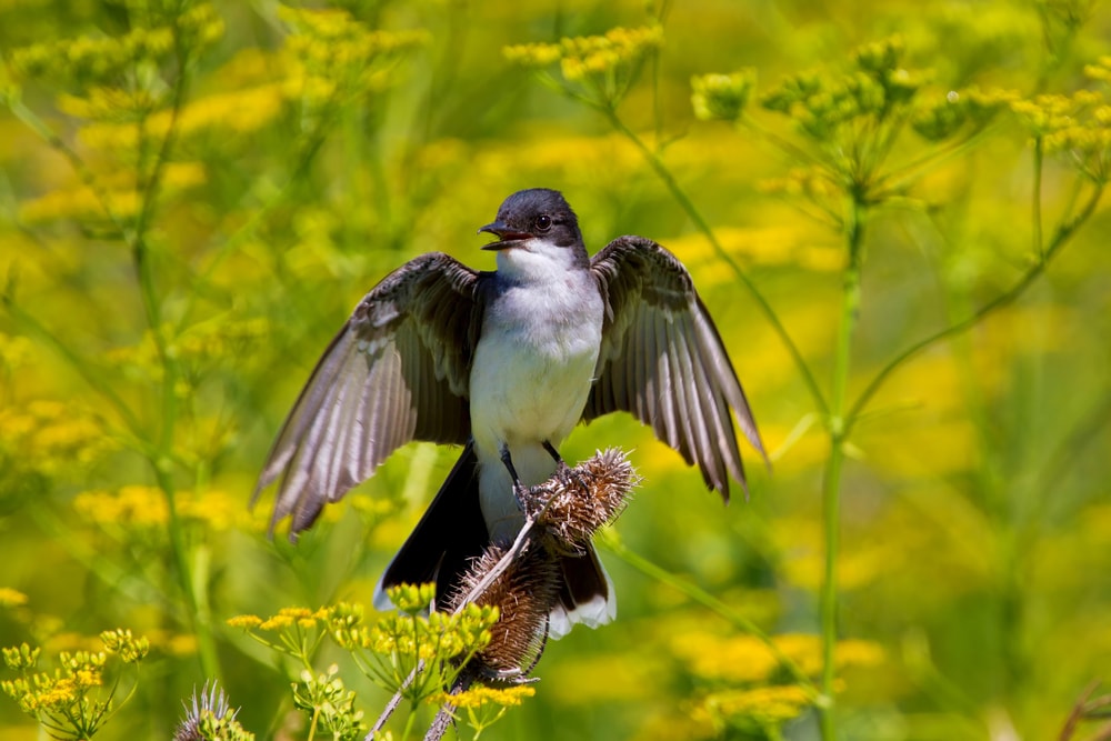 Eastern Kingbird (Tyrannus tyrannus) standing on a dry flower