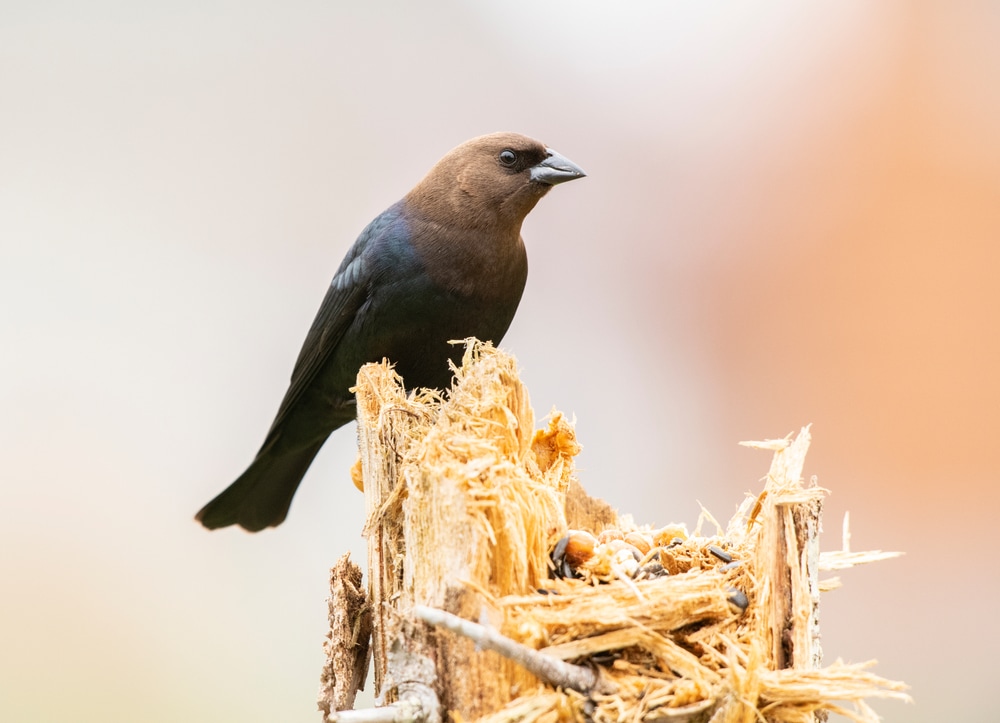 Brown-headed Cowbird (Molothrus ater) standing on an infested tree