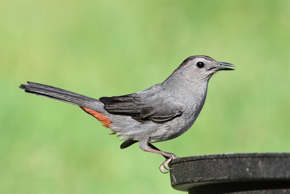 Gray Catbird (Dumetella carolinenis) on the edge of a metal