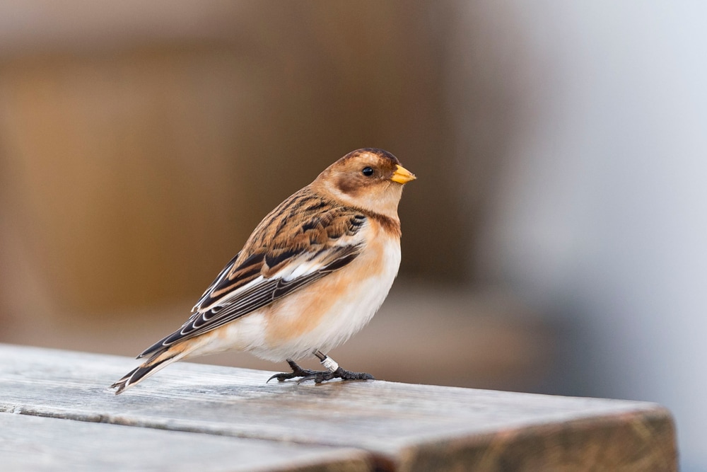 Snow Bunting (Plectrophenax nivalis) on a table