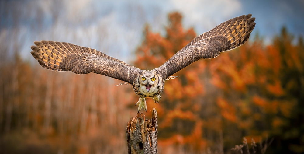 Great Horned Owl (Bubo virginianus) flying towards the camera