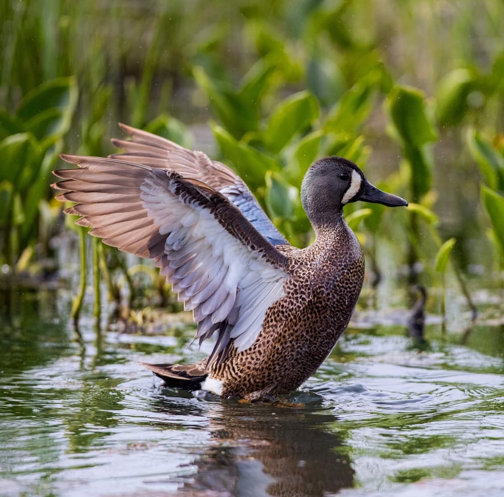 Blue-winged Teal (Anas discors) playing on the water