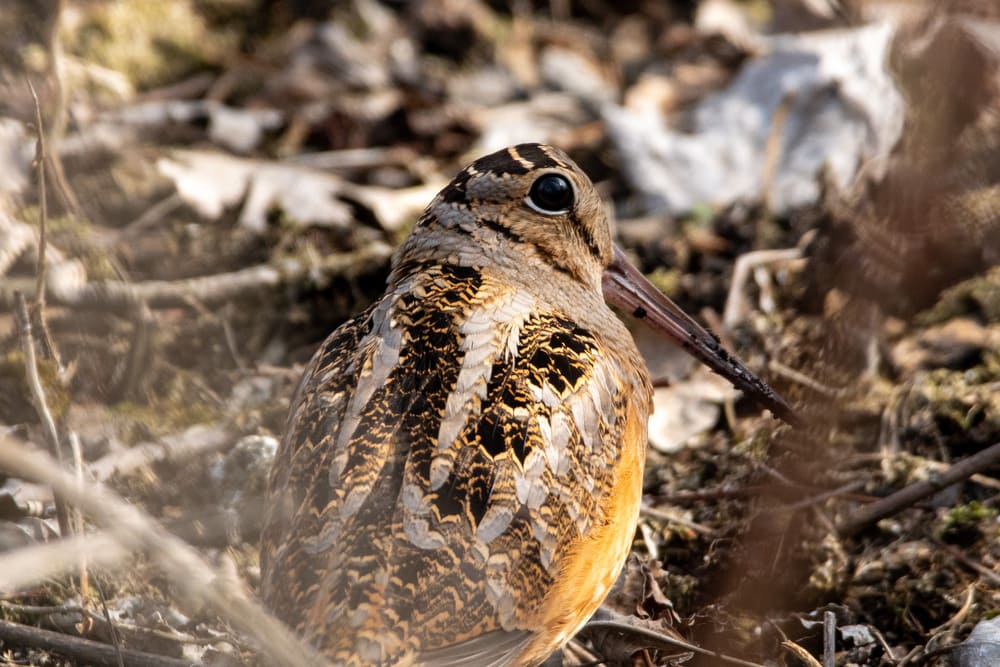 American Woodcock (Scolopax minor) in the middle of the woods