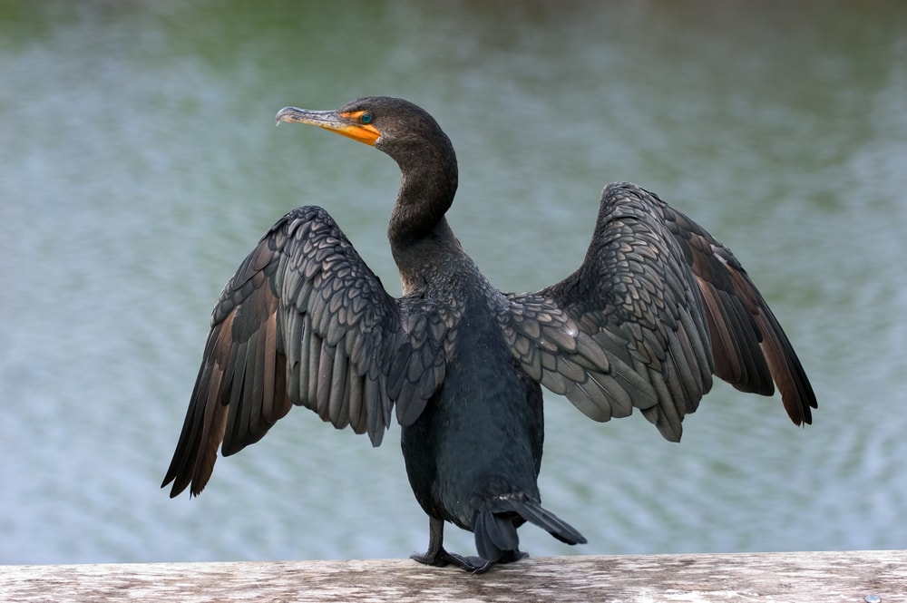 Double-crested Cormorant (Phalacrocax auritus) showing off its wings