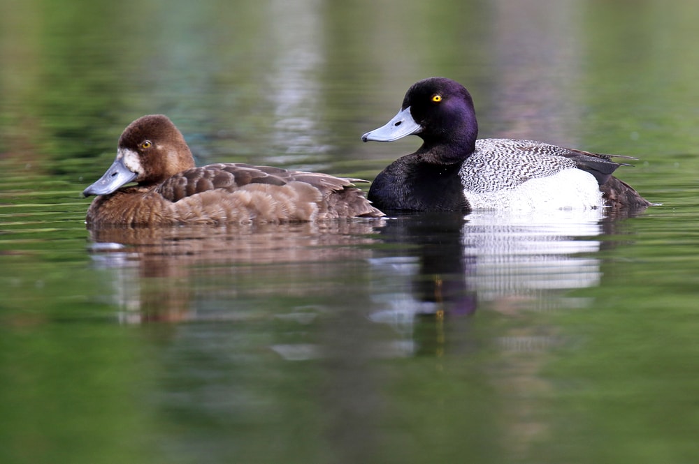 Lesser Scaup (Aythya affinis) swimming on the lakes