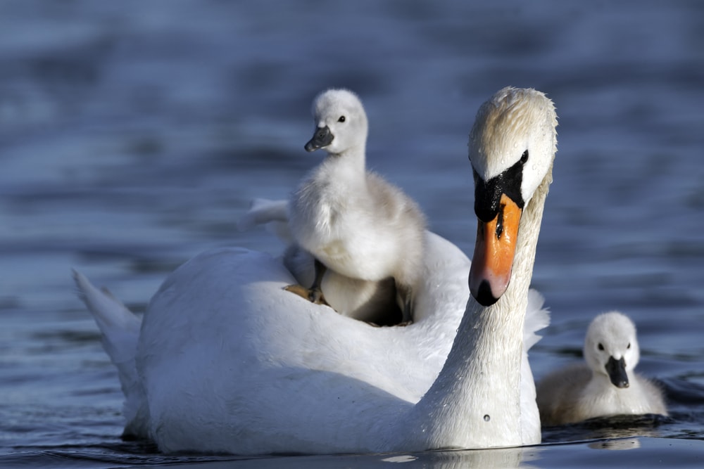 Mute Swan (Cygnus olor) with its babies swimming on the lakes