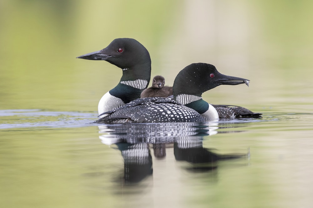 Common Loon (Gavia immer) at each other's back