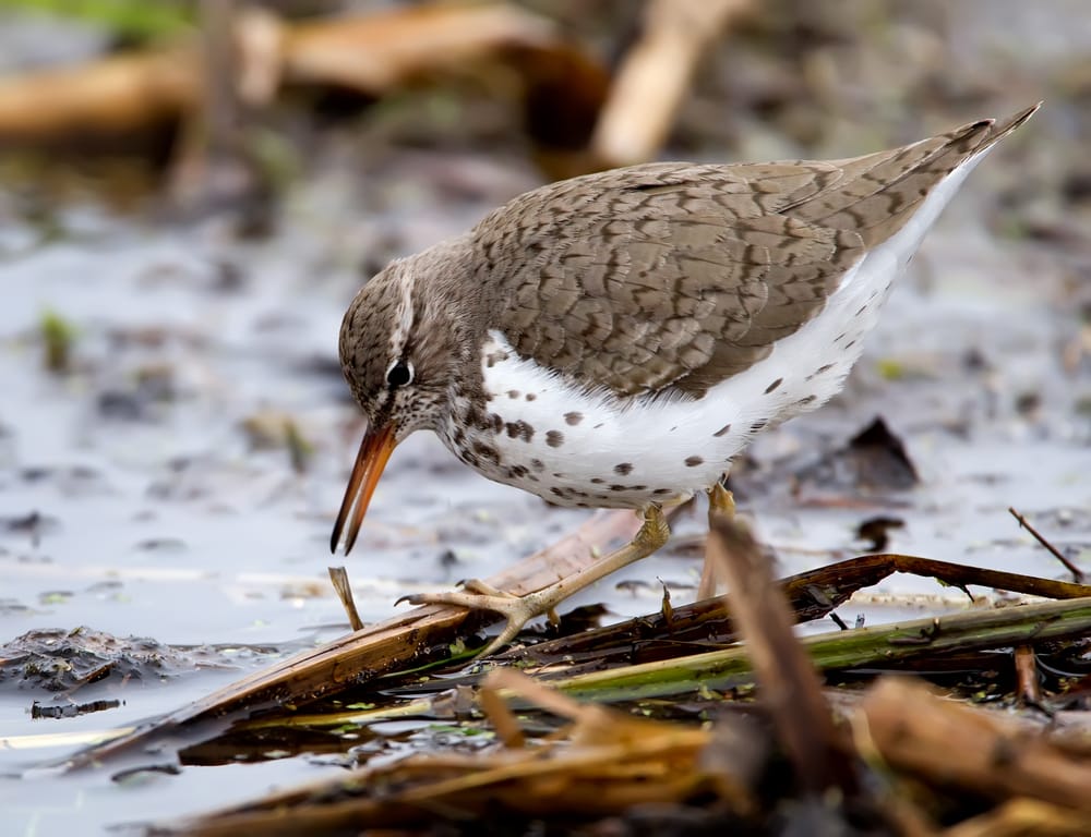 Spotted Sandpiper (Actitis macularius) finding food on soil