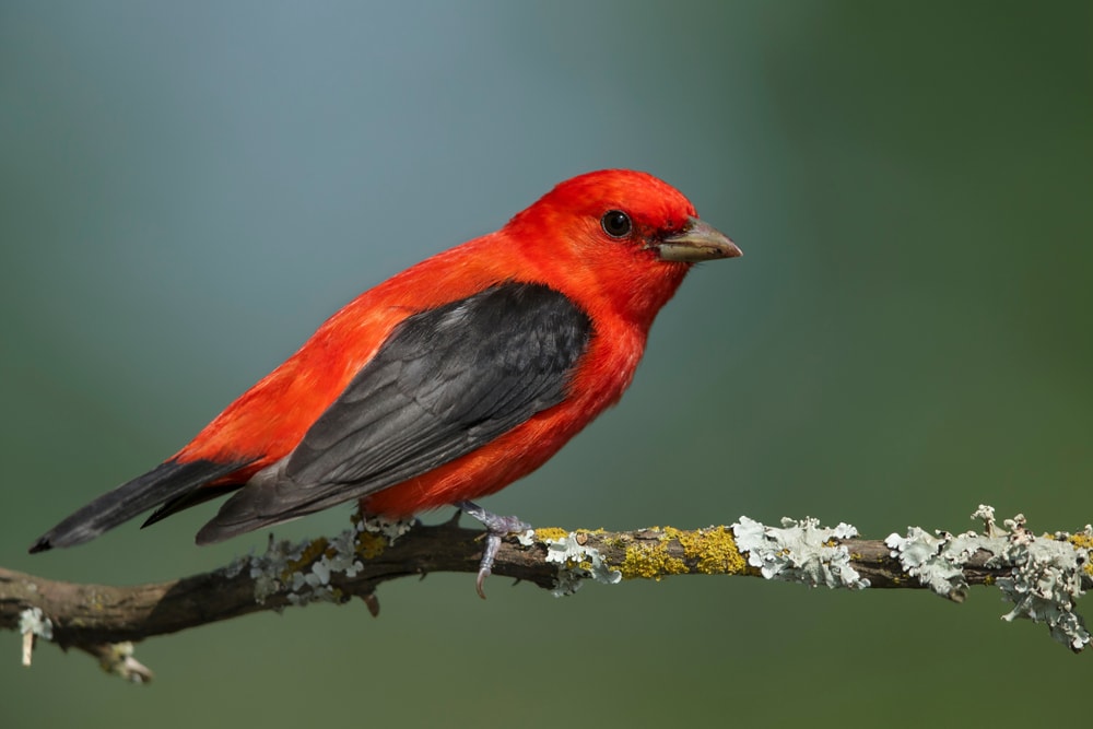 Scarlet Tanager (Piranga olivacea) holding on a tree full of fungus