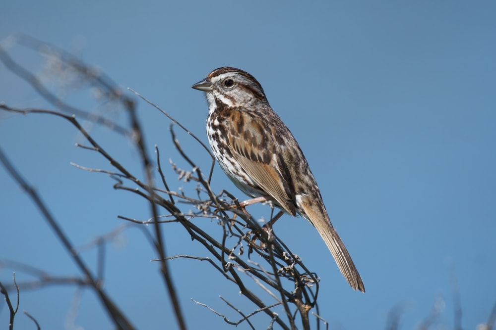 Song Sparrow (Melospiza melodia) standing on a thorny branch