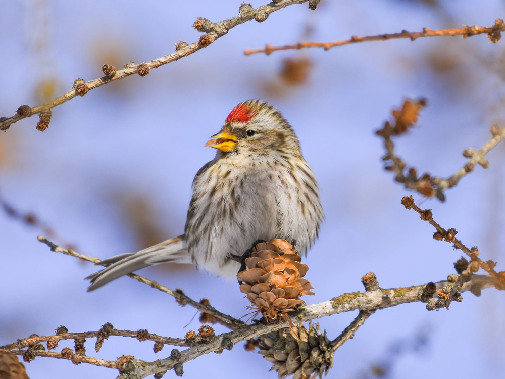 Common Redpoll (Acanthis flammea) standing on a dried mushroom