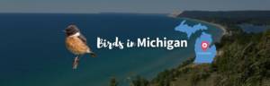 Michigan birds featured photo