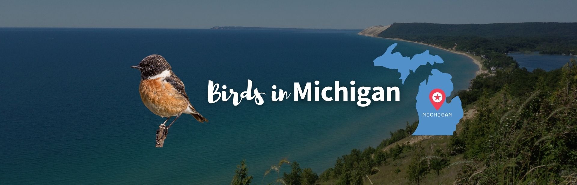 40 Wonderful Michigan Birds: ID Guide, Photos, Locations, and More!