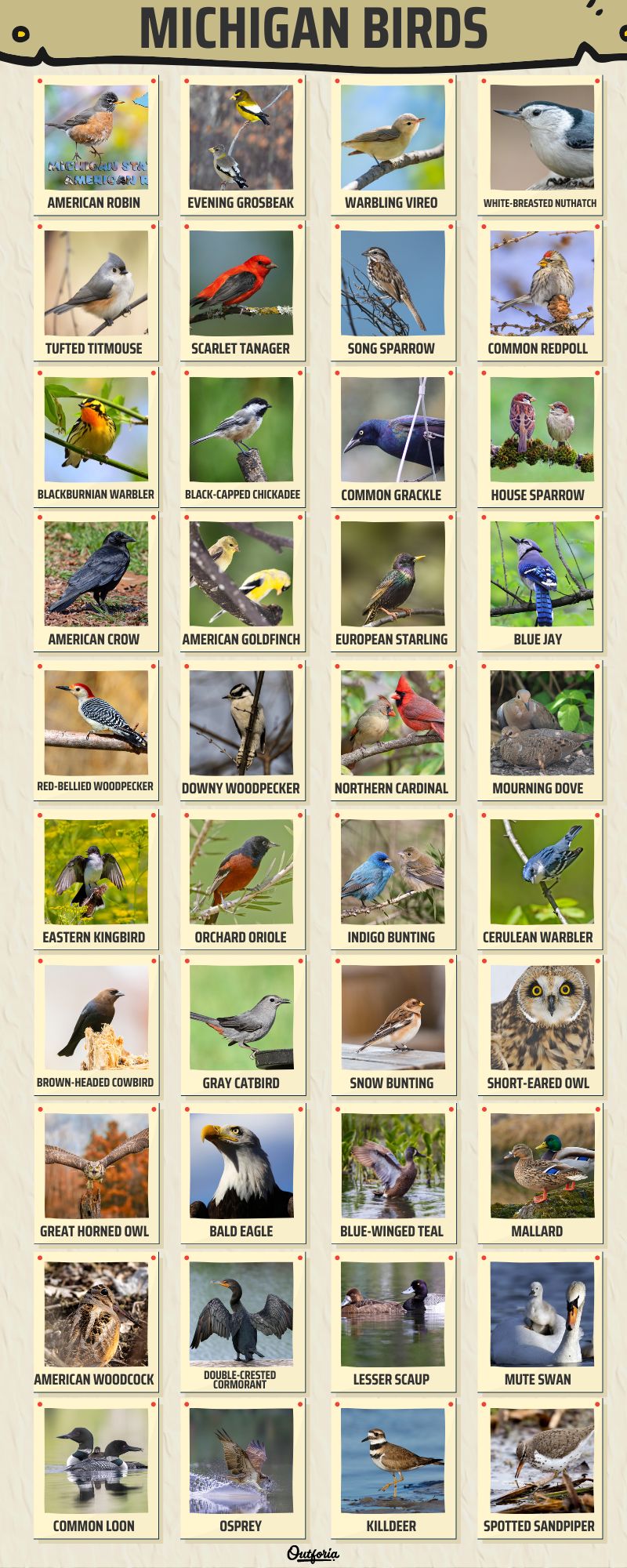 Chart of different birds in Michigan