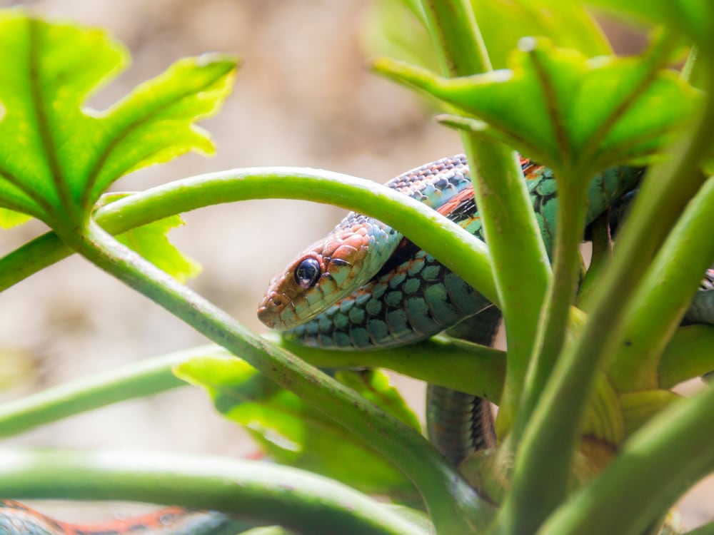 a San Francisco Garter Snake behind leaves and stems of a plant 