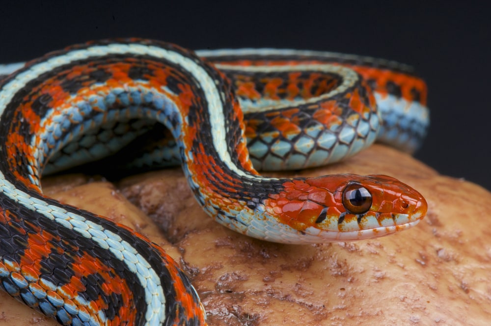 close up image of a San Francisco garter snake showings its beautiful colors