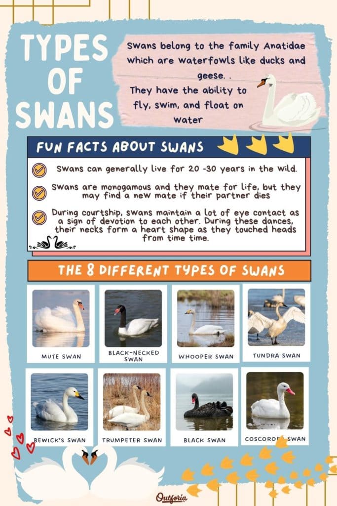 chart of the 8 different types of swans with images, names, and fun facts